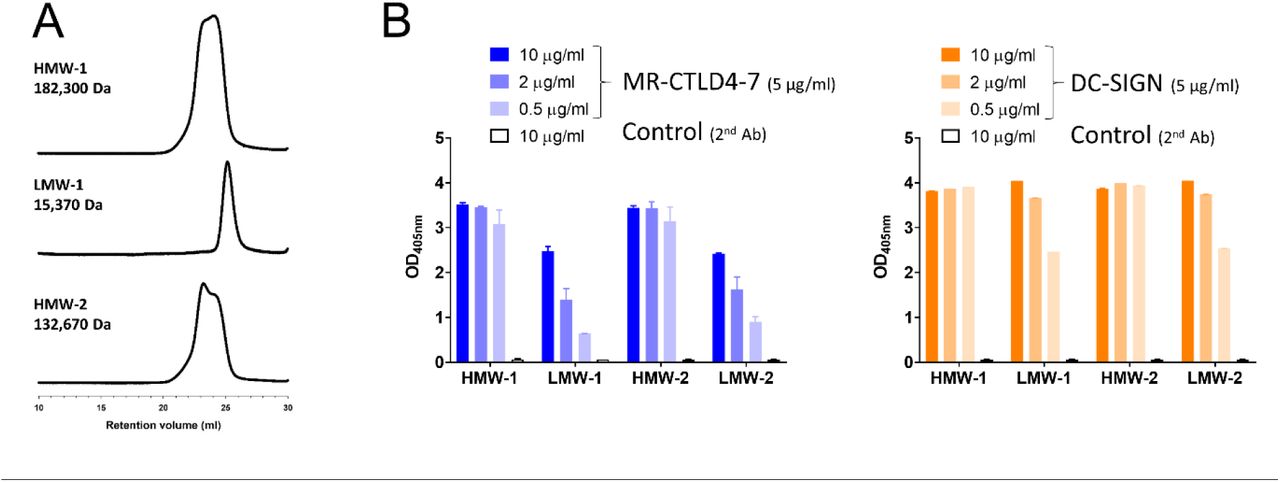 Size analysis and binding to DC-SIGN and MR-CTLD4-7 of P. aeruginosa biofilm-associated carbohydrate.A. GPC analysis of HMW-1, LMW-1 and HMW-2 confirms successful fractionation into high and low MW forms. HMW-2 contained two peaks poorly resolved. This indicates that this sample is comprised of two components that are similar in MW and perhaps conformation. The MW for HMW-2 reflects the average MW for the entire sample. B. Lectin binding assays demonstrate binding of MR-CTLD4-7 and DC-SIGN to HMW-1, LMW-1, HMW-2 and LMW-2. Robust binding of HMW-1 and 2 was observed at 0.5 µg/ml while binding of LMW-1 and 2 at this concentration was substantially reduced. Dose-dependent binding of HMW-1 and HMW-2 to MR-CTLD4-7 and DC-SIGN occurs at lower doses (Figure S4). Fc-chimeric proteins and anti-human Fc-secondary antibody conjugated to alkaline phosphatase were used. Graphs show mean ± SEM of 2 independent repeats done in duplicate.