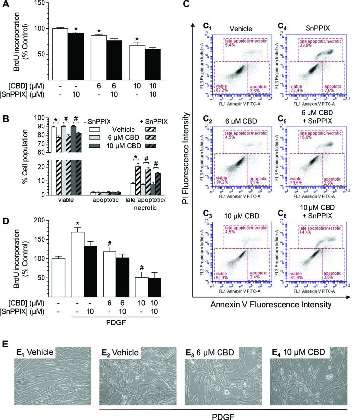 Effect of the HO-1 activity inhibitor SnPPIX on CBD-mediated anti-proliferative effects and viability of HUASMCCells were pre-incubated with 10 µM SnPPIX for 1 h followed by a 48-h co-incubation period with vehicle or CBD as indicated before the analysis of proliferation (A) or apoptosis (B). Exemplary images of flow cytometry-based analysis of apoptosis (B) are shown in (C). Cells seeded in rSMCGM were pre-incubated with 10 µM SnPPIX for 1 h prior to the addition of CBD as indicated and PDGF (20 ng/ml) or respective vehicles followed by a 24-h co-incubation period before analysis of BrdU incorporation (D). For visualization, unstained monolayers were photographed in culture using a 10× objective and digital microscope camera (AxioCam ERc 5 s; Zeiss) (E). Percentage of control represents comparison with the respective vehicle-treated time-matched group (set as 100%). Values are means ± SEM of n = 10–12 (A, D) or n = 8 (B) experiments. *P < 0.05 vs. time-matched (PDGF-free) vehicle control (A, D) or as indicated (B); #P < 0.05 vs. PDGF-treated vehicle control (D) or as indicated (B); one-way ANOVA plus Šidák post hoc test.