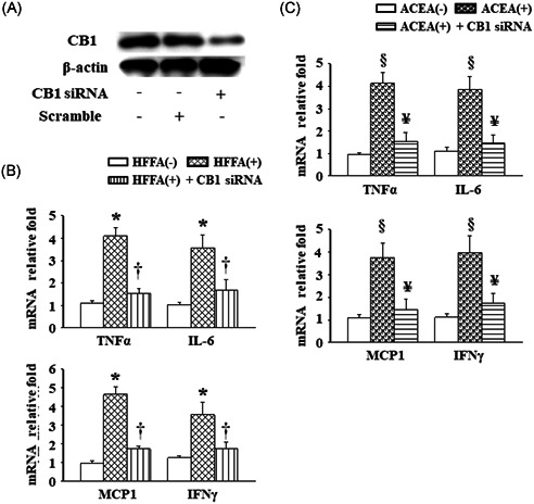 Effects of genetic silencing of CB1 on HFFA‐ or ACEA‐induced inflammatory responses in the RAW264.7 cells. A, Changes in expression of the CB1 protein after CB1 siRNA transfection in RAW264.7 cells. B and C, Cellular mRNA levels of TNF‐α, IL‐6, MCP‐1, and IFNγ were measured after CB1 gene silencing, followed by exposure to 1 mM HFFA or 1 μM ACEA for 24 hours. Values are presented as the mean ± SEM from three independent experiments. *P < .05 vs HFFA (−); † P < .05 vs HFFA (+); § P < .05 vs ACEA (−); ¥ P < .05 vs ACEA (+). ACEA, arachidonyl‐2′‐chloroethylamide; CB1, cannabinoid receptor type 1; HFFA, high free fatty acid; IFNγ, interferon γ; IL‐6, interleukin‐6; MCP‐1, monocyte chemoattractant protein‐1; mRNA, messenger RNA; siRNA, small interfering RNA; SEM, standard error of the mean; TNF‐α, tumor necrosis factor‐α