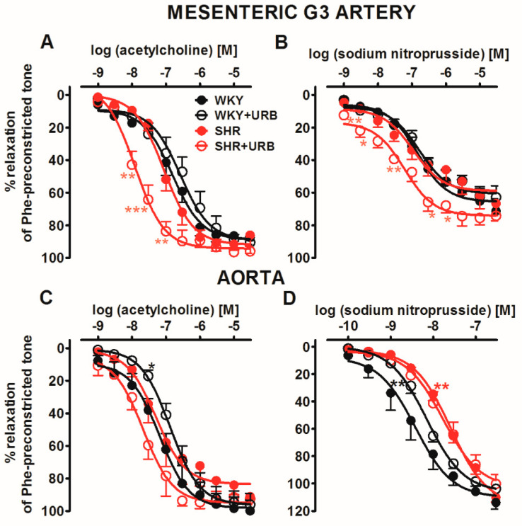Vasorelaxant effects of acetylcholine (A,C) and sodium nitroprusside (B,D) in the mesenteric G3 arteries (A,B) and aorta (C,D) from normotensive control (WKY) and URB597-treated (WKY + URB) rats or hypertensive (SHR) and URB597-treated (SHR + URB) rats. URB597 at 1 mg/kg or its vehicle was injected intraperitoneally every 12 h for 14 days. Vasodilatory responses are shown as percentages of the reference response of the isometric contraction induced by phenylephrine (Phe). Mean ± SEM of n = 6 tissues for each curve. * p < 0.05, ** p < 0.01 and *** p < 0.001 compared to the * WKY, as determined by one-way ANOVA followed by Bonferroni’s multiple comparison tests. In a few cases, the SEM is smaller than or equal to the size of the symbols. See Table 1 and Table 2 for statistical analysis.
