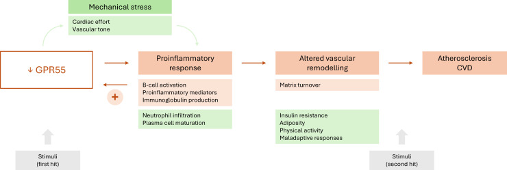 Association between GPR55 expression and atherosclerosis. Proposed model to explain the connection between GPR55 expression and atherosclerosis development. Certain hits, such as LPS exposure in this study, can lead to decreased GPR55 expression, which may be a common hallmark among patients with RA. This feature may directly cause a proinflammatory response affecting a number of immune cell subsets, including B-cells. Decreased GPR55 expression can also lead to proinflammatory response via mechanical stress, as observed in the heart. This proinflammatory response can in turn cause a lower GPR55 expression itself. Inflammation can also cause altered vascular remodelling, including matrix turnover and maladaptive responses, which enhance CV risk. Certain stimuli may act as ‘second hits’, hence triggering atherosclerosis or CVD occurrence. Orange squares represent evidence obtained in the present study, whereas evidence from the literature is summarised in green squares. CVD, cardiovascular disease; LPS, lipopolysaccharide; RA, rheumatoid arthritis.