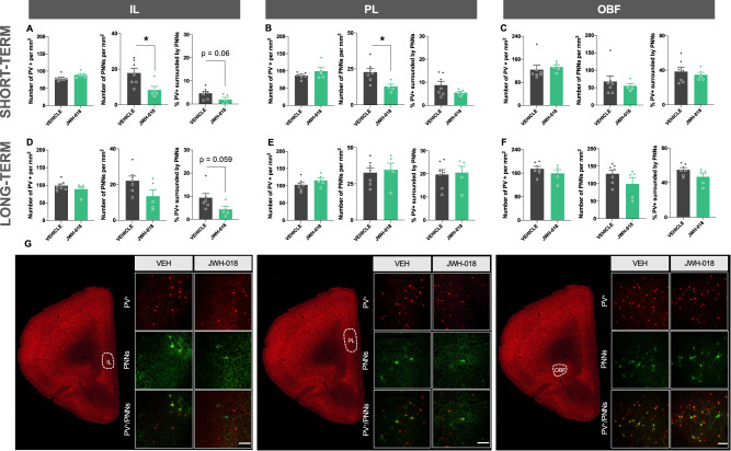 JWH-018 exposure during adolescence alters perineuronal nets density in cortical subregions in male mice.A–F Number of PV+, PNNs and PV+ surrounded by PNNs in the IL (A, D), PL (B, E) and OBF (C, F) in male mice exposed to JWH-018 during adolescence at short- (A–C) and long-term (D–F). Tissue was obtained 24 h after the prepulse inhibition test (n = 5–7 mice per group). G Representative images of each cortical subregion obtained by fluorescence microscopy labelling PV+ (red) and PNNs (green) of short-term experiments. Scale bar represents 100 µm. Data are expressed as mean ± SEM. *p < 0.05 (comparison between JWH-018 and vehicle; Student’s t-test). IL infralimbic prefrontal cortex, PL prelimbic prefrontal cortex, OBF orbitofrontal cortex, PV+ positive parvalbumin neuron, PNNs perineuronal nets.