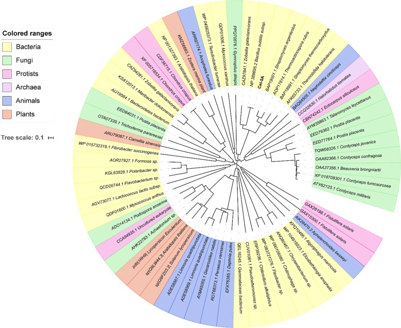 A neighbor-joining phylogenetic tree of the GH5 family cellulase of different species. Only the access number and species name are shown. Different colors represent different species: yellow for bacteria, green for fungi, pink for protists, purple for archaea, blue for animals, and red for plants