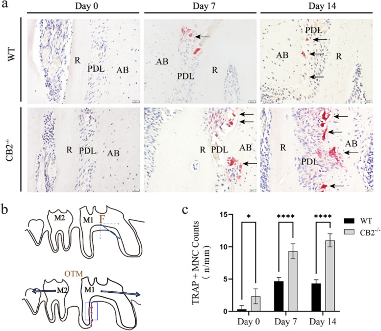 Quantitative analysis of the number of osteoclasts in the M1 pressure area after OTM in CB2−/− and WT mice. a TRAP staining results in the distal root compression side of the first molar. Scale bar: 50 µm. R, root; PDL, periodontal ligament; AB, alveolar; ↑ (Black arrow), TRAP positive cells. b Illustration of the tooth movement and osteoclast distribution in the maxillary first molar after OTM. F: The direction of Orthodontic force. c Statistic evaluation of TRAP positive osteoclasts in ROI, data are shown as mean ± standard deviation. Values are means ± SD. * P < 0.05 and **** P < 0.0001