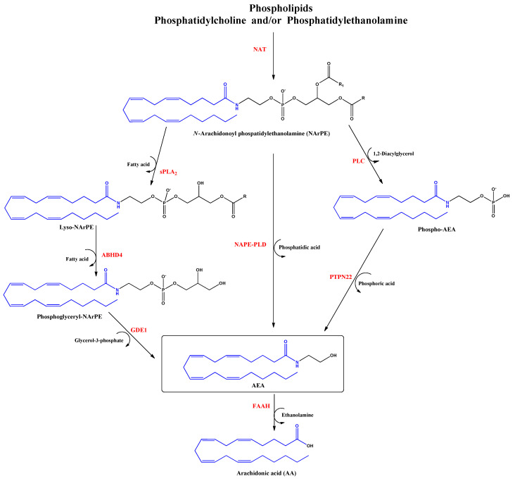 Biosynthesis and hydrolysis of N–Arachidonoylethanolamine (AEA) pathway. Abbreviations in red mean the enzymes: NAT: N–acyltransferase; sPLA2: soluble phospholipase A2; PLC: phospholipase C; ABHD4: α/β–hydrolase domain 4; GDE1: glycerophosphodiesterase; NAPE–PLD: NAPE–specific phospholipase D; PTPN22: non–receptor protein tyrosine phosphatase 22; FAAH: fatty acid amide hydrolase.