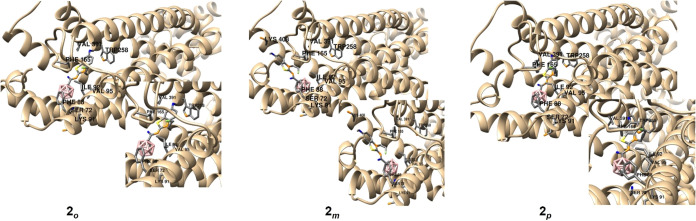 In silico investigation of the binding modes of compounds 2 o , 2 m and 2 p in human CB2R based on docking. The highest ranked docked positions are shown together with amino acid residues.