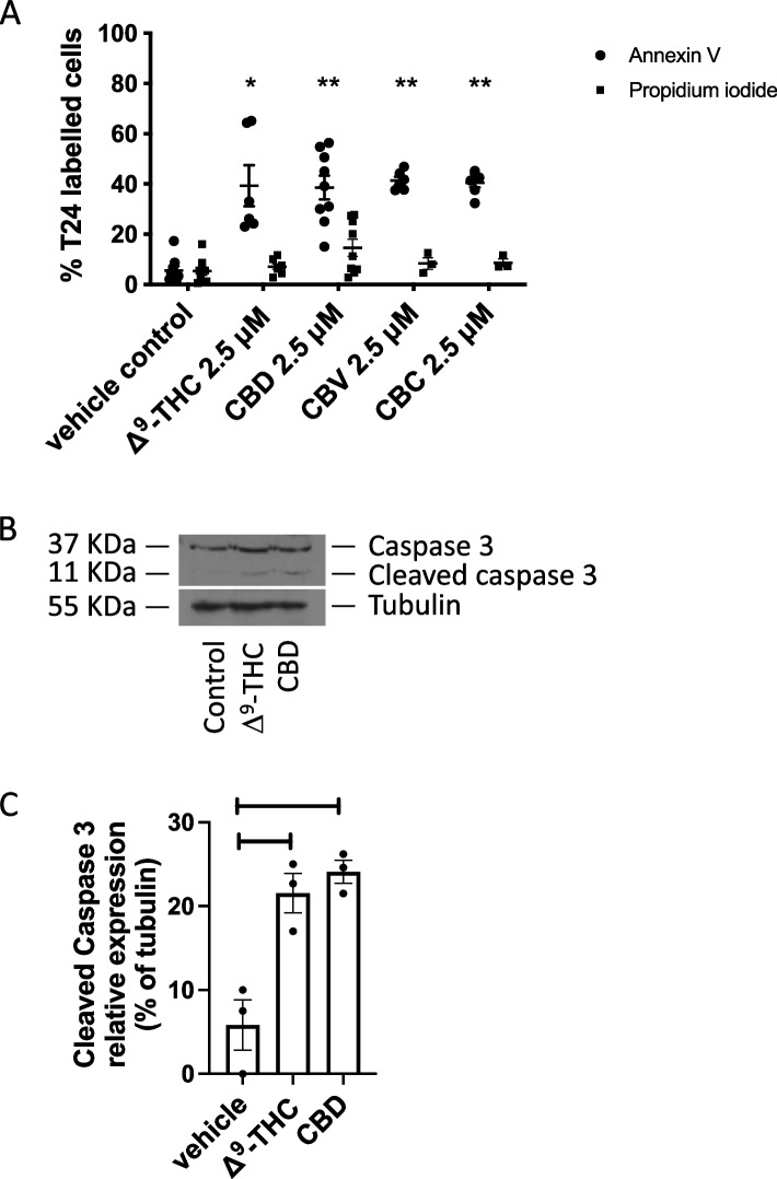 Effects of cannabinoids on apoptosis. T24 cells were treated for 24 h with either the methanol vehicle, Δ9-tetrahydrocannabinol, cannabidiol, cannabivarin, or cannabichromene. A Histogram showing the % of annexin V-labelled cells and % cells stained for propidium iodide. Cells were counted from three random fields of view on a fluorescence microscope. *p < 0.05, **p < 0.01, n = 3. B Western blotting analysis was performed using an anti-caspase-3 antibody, and β-tubulin was included as a loading control, where a representative blot of n = 3 experiments is shown. Cleaved caspase 3 is indicative of activation of this cascade. C Quantification of the cleaved caspase 3 relative to tubulin from Western blotting analyses. Results represent the means ± SEM of 3 experiments