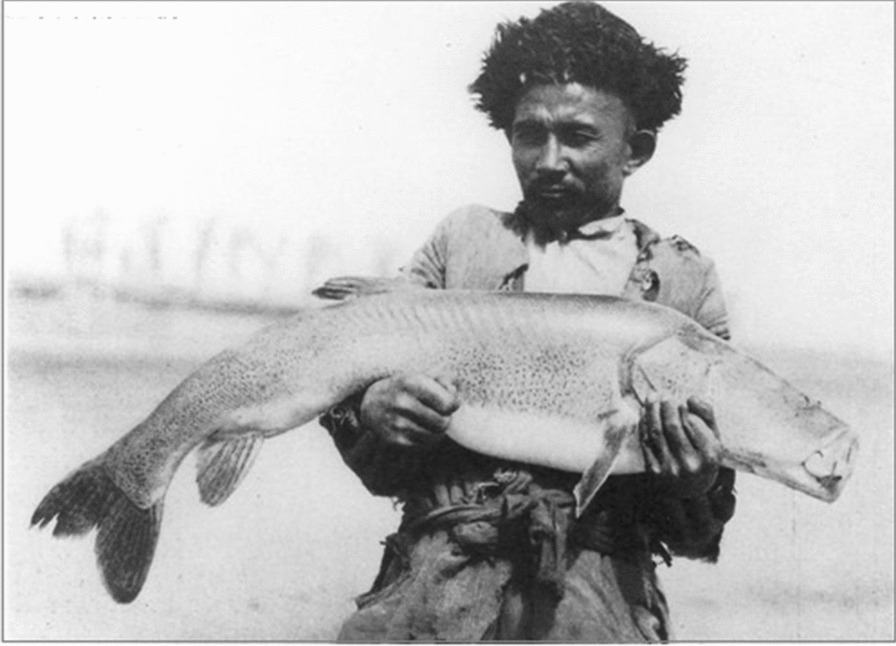 Loptuq fisherman with an impressive fish catch at the Tarim River (Photo David Hummel 1934 during the Fourth Hedin expedition)