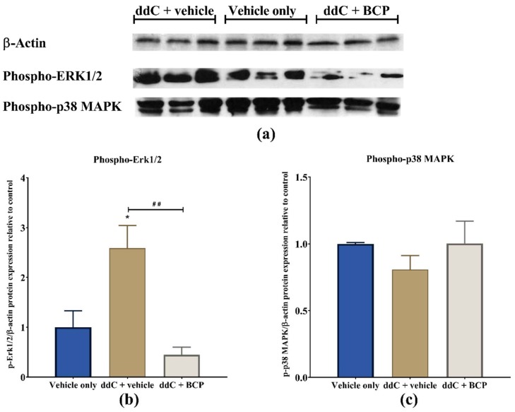 Effect of treatment with 2′-3′-dideoxycytidine (ddC) or coadministration of ddC with β-caryophyllene (BCP) on the levels of phosphorylated p44/42 MAPK (phospho-extracellular-signal-regulated kinases 1 and 2, p-Erk1/2), and phosphorylated p38 mitogen-activated protein kinases (p-p38 MAPK) in the brains of female BALB/c mice at day 7 post-first-injection (dpi) of ddC. (a) X-ray images of the blots; (b) relative expression of p-Erk1/2; (c) relative expression of p-p38 MAPK. Their expression profile was normalized to β-actin and the control group. The bars represent the mean ± SEM of values obtained from three animals. * p < 0.05 compared to vehicle-only-treated control mice, and ## p < 0.01 compared to mice treated with ddC + vehicle (one-way ANOVA was followed by Tukey’s multiple comparisons test).