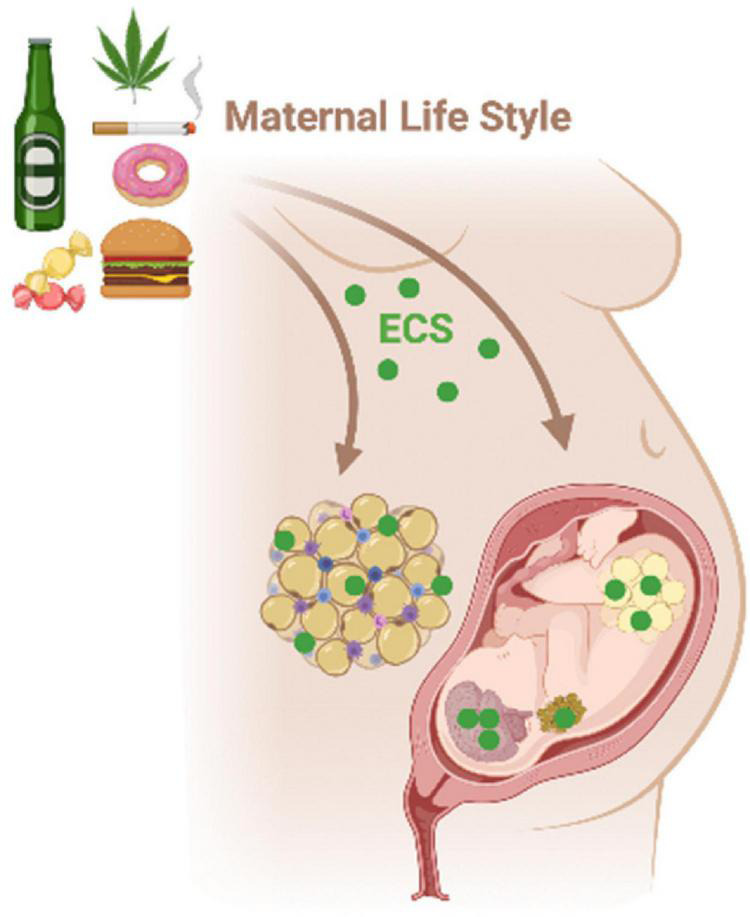 Maternal environmental insults such as diet, smoking, and alcohol consumption during critical periods of life, as gestation, may affect the ECS in the hypothalamus-adipose axis of the mother and the progeny. The ECS disruption during early life can program metabolism in a short- and long-term way increasing the risk to develop metabolic syndrome and behavioral changes throughout life.