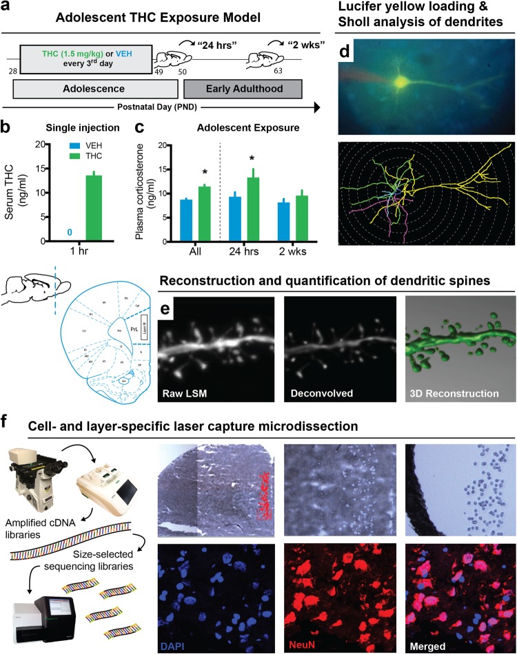 Model of adolescent THC exposure and approaches for layer- and cell-specific morphological and transcriptional profiling of prelimbic (PrL) pyramidal neurons. a Schematic timeline of THC exposure during adolescence and developmental time points studied. b Acute administration of 1.5 mg/kg THC increased circulating serum THC concentration 1 h after injection. c Adolescent exposure to THC elevated corticosterone levels, most notably 24 h after the last administration that may reflect a component of acute withdrawal. d–f Multidisciplinary approach to study the developmental effects of THC on pyramidal neuron morphology and gene expression in layer III of the rodent PrL. Dendritic branching d and spine density e were studied by filling pyramidal neurons with Lucifer yellow. (f) Pyramidal neurons from layer III were microdissected from Nissl-stained sections and sequenced for downstream transcriptome-wide profiling