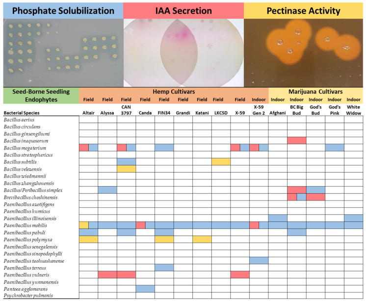 Summary of in vitro Phenotyping Assays. Cannabis endophytes were assayed for the potential to solubilize mineral phosphate, secrete IAA, and hydrolyze pectin. Blue squares indicate phosphate solubilization. Red squares indicate IAA secretion. Yellow squares indicate pectinase activity.