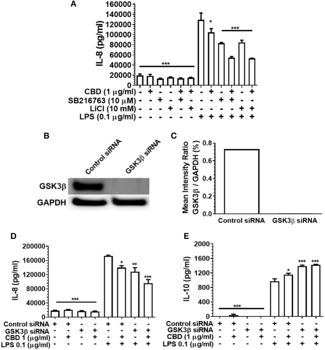 Phytocannabinoid diversion of the innate response to oral bacteria is not GSK3β-dependent. IL-8 concentrations in 20 h cell-free supernatants were collected from primary human monocytes stimulated, or not, with LPS (0.1 μg/ml) in the presence or absence of CBD, with and without GSK3β blockade by SB216763 or by LiCl (A,D). The respective suppressive and enhancing influence of GSK3β silencing on LPS- and/or CBD-exposed monocyte release of IL-8 (D) and IL-10 (E) are also presented. Efficient GSK3β knockdown of CB2 was confirmed using Image J software (B,C). Data represent the mean ± SD of three biological replicates. */**/*** p ≤ 0.5/0.01/0.001, compared to control siRNA, LPS-stimulated cells.