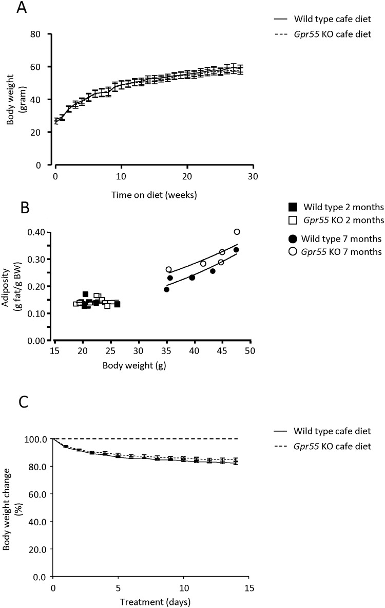Body weight gain, adiposity and effects of rimonabant.(A) Body weight gain over 28 weeks during continuous high fat ‘café diet’ feeding in Gpr55 KO (n = 5) and corresponding WT (n = 7) mice. Statistical analysis by 2-Way ANOVA for repeated measures, with time and genotype as factors, indicated a significant effect of time (F28, 280 = 423.8, p<0.0001) but no difference between genotypes (F1, 10 = 0.1030, N.S.). (B) Correlation analysis of body weight (g) over relative body fat mass (g fat/ g body weight) in Gpr55 KO (n = 8) and corresponding WT (n = 8) mice at 2 months of age and in DIO Gpr55 KO (n = 5) and WT (n = 5) mice at 7 months of age. A linear regression model for adiposity with body weight and genotype as predictors to estimate relative adiposity indicated a non-significant trend (p ~0.10, N.S.) to increased adiposity in DIO Gpr55 KO vs. WT at 7 months of age. (C) Effects on body weight of daily dosing of rimonabant (20 μmol/kg p.o., once daily for 14 days) in Gpr55 KO (n = 5) and corresponding WT (n = 6) mice. Dashed line depicts the (100%) baseline level. Statistical analysis by 2-Way ANOVA for repeated measures, with time and genotype as factors, indicated a significant effect of time (F14, 126 = 162.6, p<0.0001) but no difference between genotypes (F1, 9 = 0.07729, N.S.).