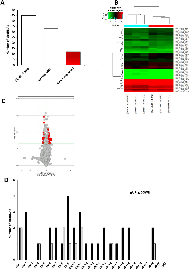 Differential expression of circRNAs between WT and CB1-/- SPZ. (A) The distribution of up- and down-regulated DE-circRNAs, among a total of 45 DE-circRNAs, in CB1-/- compared to WT SPZ. (B) Hierarchical clustering analysis of DE-circRNAs in WT SPZ (samples 133, 143, 131) and CB1-/- SPZ (samples 85, 95, 93); the expression values (Fold change>1.5, p<0.05) were represented in different colors, indicating expression levels above and below the median expression level across all samples. (C) The volcano plot was constructed using Fold-Change and p-values; in detail, the values on X and Y axes are log2 (FC = Fold-Change) and -log10 (p-values), respectively. Red points in the volcano plot represent the DE-circRNAs with statistical significance. (D) The distribution of up- and down-regulated DE-circRNAs in the mouse genome, according to their host gene location.