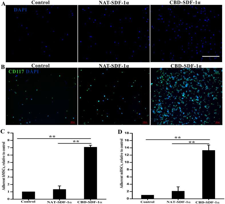 The adhesive ability of hMSCs and mHSCsis mediated by CBD-SDF-1α.Representative images of adhesive hMSCs (Blue-DAPI) (A) and mHSCs (Blue-DAPI, Green-CD117) (B) retained on the different collagen gels. (C) Quantitative analysis of the fold changes in the number of adherent hMSCs relative to the control group. (D) Quantitative analysis of the fold changes in the number of adherent mHSCs relative to the control group. Each assay was performed in triplicate. The data are presented as the means ± SEM, **P < 0.01. Scale bar = 100 μm.