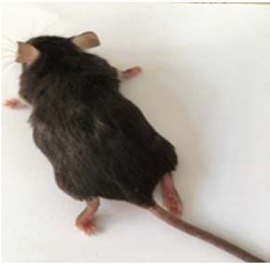 Photograph of a C57BL/6 mouse with paralyzed hind limbs and tail (score of 3) following induction of experimental autoimmune encephalomyelitis.