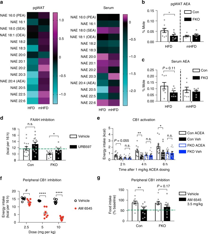 Adipose tissue endocannabinoid metabolism mediates the appetite-inducing effect of OGT. a Heatmap of N-acylethanolamine (NAE) profiles in adipose tissue (pgWAT) and serum from mice (n = 8 per group) fed HFD or mHFD for 14–15 weeks. Data has been processed to follow Gaussian distribution. Each box represents the log2 ratio of FKO/WT. b, c Levels of AEA in adipose tissue (b) and serum (c) from mice described above. d Energy intake of mice (n = 15 or 11) fed HFD for 10–13 weeks and dosed with FAAH inhibitor URB597 (0.5 mg/kg). n.s. not significant, *P < 0.05, multiple t-tests adjusted by the Holm–Sidak method. e Energy intake of mice (n = 11 or 10) fed HFD for 12–14 weeks and dosed with CB1 agonist ACEA (1 mg/kg). Mice were dosed at 8:30–9:00 a.m., and measured at indicated time points. n.s. not significant, *P < 0.05, **P < 0.01, repeat-measure post hoc Sidak’s tests. f Energy intake of mice (n = 7 per group) fed HFD for 13 weeks dosed with peripheral CB1 receptor blocker AM 6545 as indicated. Data were presented as mean ± s.e.m. n.s. not significant, *P < 0.05, **P < 0.01, ****P < 0.0001, post hoc Sidak’s tests, or #P < 0.05, two-tailed Student’s t-test. g Food intake (% pre-injection baseline) of mice (n = 11 or 10) fed HFD for 10–11 weeks and dosed with CB1 antagonist AM 6545 (3.5 mg/kg). **P < 0.01, repeat-measure post hoc Sidak’s tests. A dashed line in (b, c) indicates that data from HFD study and mHFD study are presented in a side-by-side manner, and inference may not be made between different diets