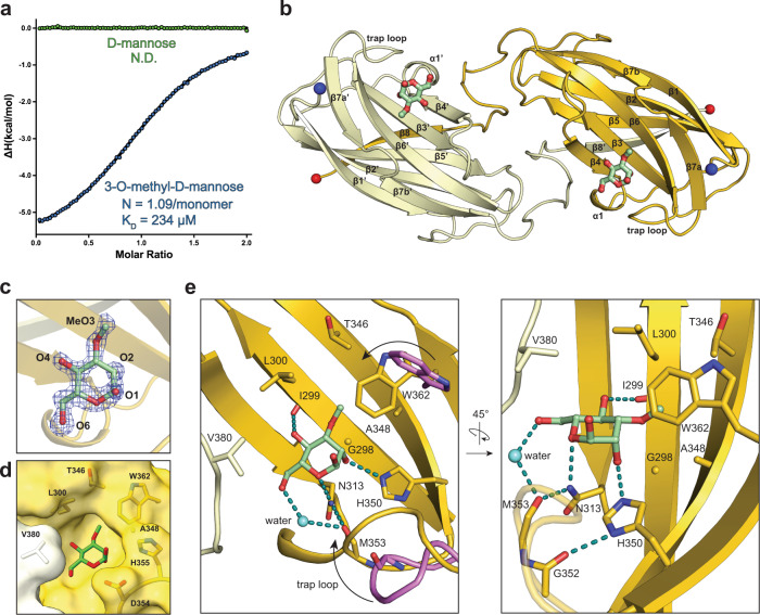 Molecular structure of Wzt-CBD bound to 3-O-methyl-d-mannose.a Isotherm plot of Wzt-CBM against 3-O-methyl-d-mannose (blue) and d-mannose (green) Raw data is provided as Source Data. b Overall structure of the Wzt-CBD dimer. Two monomers are colored separately as yellow and vanilla. 3-O-methyl-d-mannose is shown as green sticks. N- and C-terminal ends are shown in blue and red spheres, respectively. c Modeled 3-O-methyl-d-mannose into an unbiased FOFC map. Oxygen atoms are labeled by atom number. Mesh map was contoured at 3σ. d Surface representation of key residues that form the cap sugar-binding pocket. e Two orientations of key interactions between 3-O-methyl-d-mannose and Wzt-CBM. Trap loop and Trp362 from apo Wzt-CBM (PDB ID: 6O14) are colored in violet. The cap-induced movement of the trap loop and Trp362 is indicated with an arrow. Water is represented as a light blue sphere. Hydrogen bonds are shown as dashed lines colored in teal.