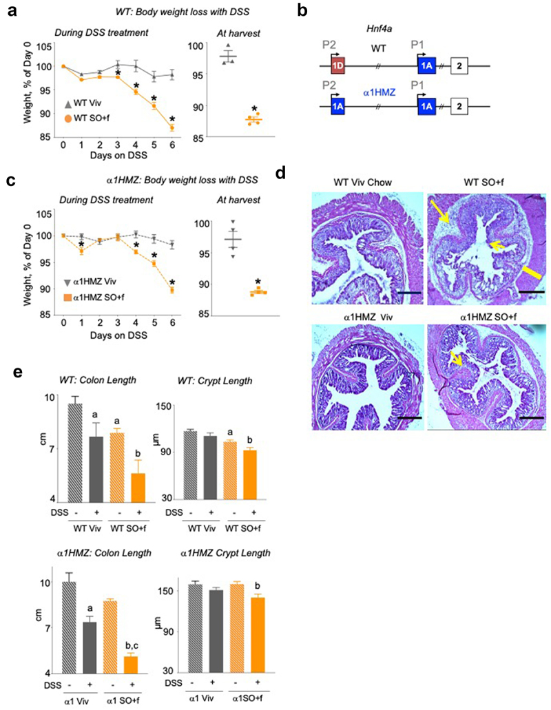 A diet high in LA increases colitis susceptibility and decreases barrier function in WT and α1HMZ mice.