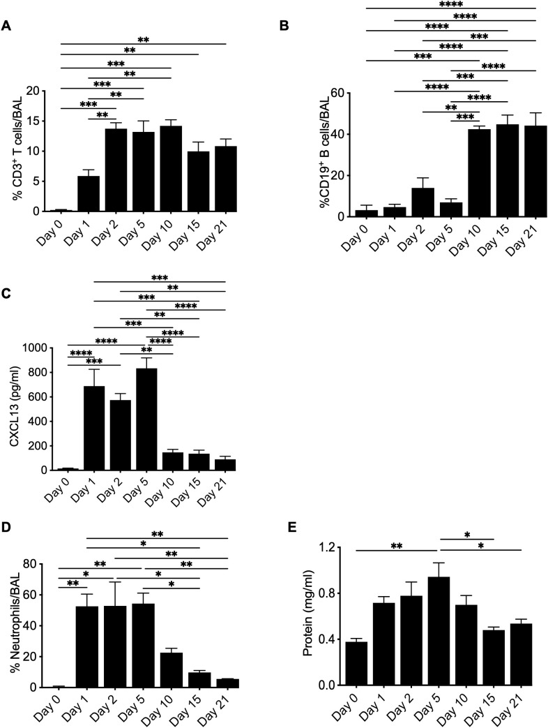 Kinetics of leukocyte recruitment to the lung in response to BeO exposure. HLA-DP2 FVB/N Tg mice were sensitized with three doses of BeO (100 μg) on days 0, 1, and 2. Mice (3-4) per time point were sacrificed, and immune cells were analyzed by flow cytometry. Graph plots show the percent frequency of (A) CD3+ T cells, (B) CD19+ B cells, and (C) CXCL13 in the bronchoalveolar lavage fluid. Graph plots show the percent frequency of neutrophils (D) and protein leak (E) in the bronchoalveolar lavage fluid (BALF) of BeO exposed mice. Data are representative of two independent experiments, 3-4 mice per group. One-way ANOVA was used to test statistical differences among the groups. P<0.05 (*) is considered statistically significant. P < 0.05 (*), P < 0.01 (**), P < 0.001 (***), P < 0.0001 (****).