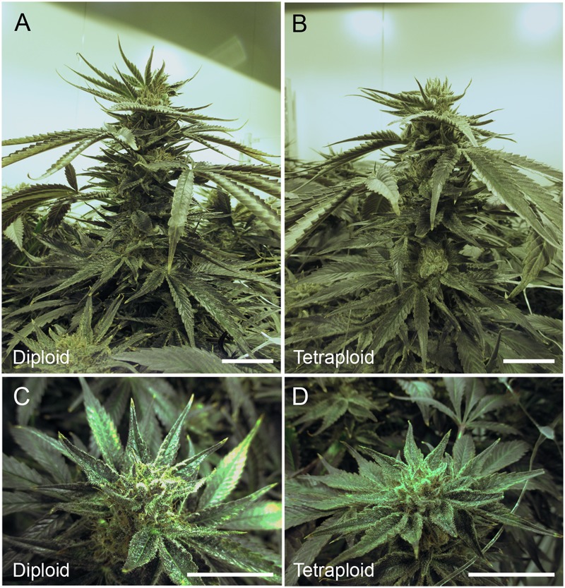 Inflorescence architecture. Representative images showing the cola (inflorescence apex) and buds of C. sativa strain 2 plants during the 8th week of flowering (week 12 after transplanting and 1 week before harvesting). Cola for (A) diploid and (B) tetraploid. Scale bars, 5 cm. Close-ups showing bud morphology for (C) diploid. Scale bar, 1.5 cm. (D) tetraploid. Scale bar, 2.5 cm.