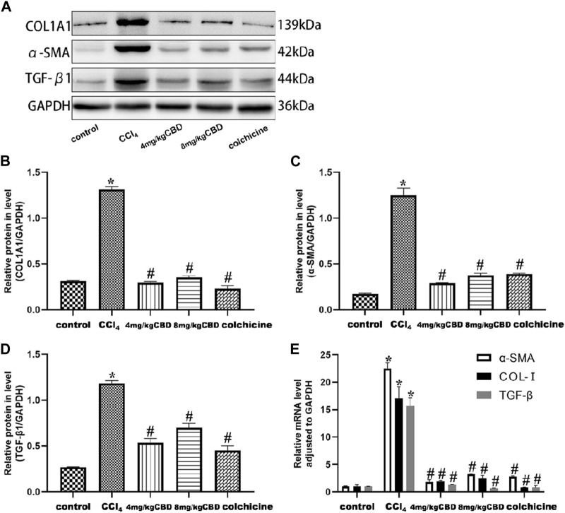 Effects of CBD on TGF-β1, α-SMA, and COL- I in mice with CCl4-induced liver fibrosis. (A) The effects of CBD on the protein expression of TGF-β1, α-SMA, and COL- I were measured by western blotting. (B–D) ImageJ software was used to measure the grey values of the bands. (E) The effect of CBD on the mRNA expression of TGF-β1, α-SMA, and COL- I was determined by q-PCR. The values represent the means ± SEM (n = 8). * p < 0.05 vs. the control group, # p < 0.05 vs. the CCl4 group, as determined by one-way ANOVA, followed by the LSD multiple comparisons test.