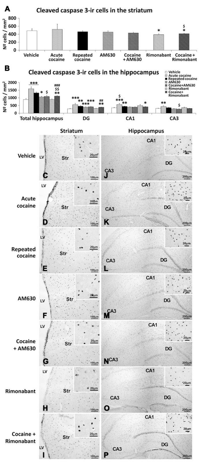 Effects of repeated administration of cocaine and co-administration of cocaine (20 mg/kg) and Rimonabant (3 mg/kg) or AM630 (3 mg/kg) on cell apoptosis in the striatum (A) and hippocampus (B) as measured with cleaved caspase-3 immunohistochemistry. Rimonabant administration decreased the numbers of cleaved caspase 3-ir cells observed in the striata and hippocampi of the repeated cocaine-treated rats. Only AM630 decreased the numbers of cleaved caspase 3-ir cells in the hippocampi of the repeated cocaine-treated rats. (C–P) Representative microphotographs showing low- and high-magnification (insets) views of apoptotic cells in the striatum and hippocampus. The histogram displays the means ± SEMs (n = 8/group) of the numbers of cleaved caspase 3-ir cells per area (mm2). One-way ANOVA: *P < 0.05, **P < 0.01, ***P < 0.001 vs. vehicle group; $P < 0.05, $$P < 0.01 vs. repeated cocaine group; ##P < 0.01, ###P < 0.001 vs. Rimonabant group. Scale bars are included in each image.