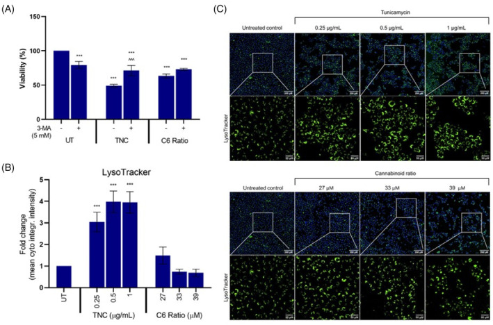Effect of the cannabinoid ratio on the induction of autophagy in the MCF7 cell line. (A) The effect of autophagy inhibition with 3‐MA on the viability of cells treated with TNC and the cannabinoid ratio for 24 h, were determined using the crystal violet assay. (B, C) The effect of treatment with TNC and the cannabinoid ratio on LysoTracker staining intensity. Image acquisition (10× objective, scale bar = 200 μm and 50 μM) and analysis were completed using the ImageXpress High‐Content Analysis System (n = 3, data are presented as mean ± SD, *significant compared to untreated control; ^significant to respective treatment alone, without 3‐MA; ***/^^^p < 0.001). 3‐MA, 3‐methyladenine; DMSO, dimethyl sulfoxide vehicle control; TNC, tunicamycin; UT, untreated.