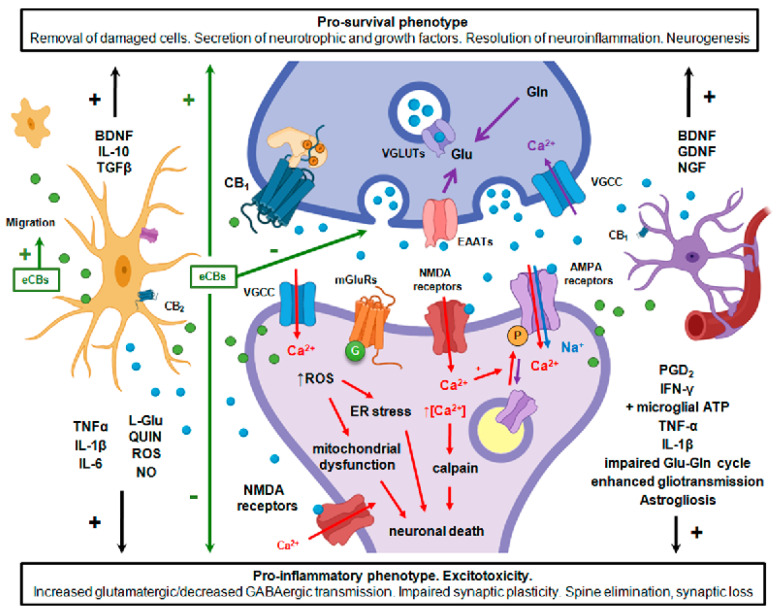 The development of synaptic dysfunction and the involvement of the ECS in neuroprotective responses. Endocannabinoid produced in the glutamatergic synapse under excitotoxic conditions attract microglial cells into close proximity to spines. By adopting a pro-inflammatory or pro-survival phenotype microglia largely define the fate of the injured cells and spines. eCB signaling decrease the presynaptic neurotransmitter release, support the glutamate–glutamine cycle, and balanced glutamate/GABAergic transmission. AMPA, α-amino-3-hydroxy-5-methyl-4-isoxazolepropionic acid receptor; BDNF, brain-derived neurotrophic factor; CB, cannabinoid receptor; EAATs, excitatory amino acid transporters; eCBs, endocannabinoids; ER, endoplasmic reticulum; GDNF, glial cell line-derived neurotrophic factor; Gln, glutamine; Glu, glutamic acid; IFNγ, interferon gamma; IL, interleukin; mGluRs, metabotropic glutamate receptors; NGF, nerve growth factor; NMDA, N-methyl-D-aspartate receptor; NO, nitrogen monoxide; PGD2, prostaglandin D2; QUIN, quinolinic acid; ROS, reactive oxygen species; TGFβ, transforming growth factor-beta; TNFα, tumor necrosis factor alpha; VGCC, voltage-gated calcium channels.