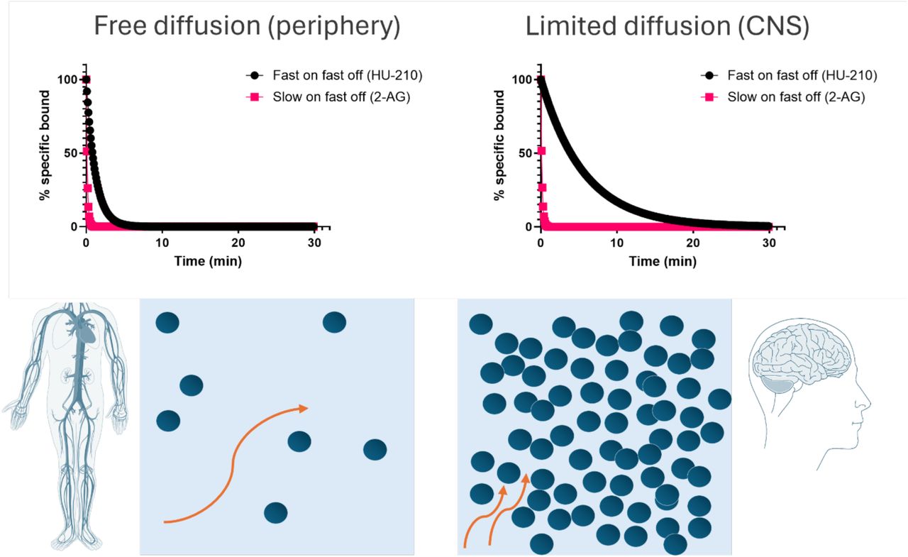 Consequences of rebinding on the apparent reversal of CB1R occupancy in the brain and peripherySimulated target reversal rates were derived under conditions of limited diffusion based on the association (kon) and dissociation (koff) rates determined in competition kinetic binding experiments. All kinetic parameters used to these plots are taken from Table 3. For simulation purposes the reversal rate kr was based on the model of an immunological synapse. kr values calculated using the following equation kr = koff/(1+ kon *R/k-) where: koff = dissociation rate from the receptor, kon = association rate onto the receptor, [R] = surface receptor density fixed at 1×1011 cm−2 for CB1R calculations, and k-= the diffusion rate out of the synaptic compartment into bulk aqueous, fixed at 1.2×10−5 cm/sec.