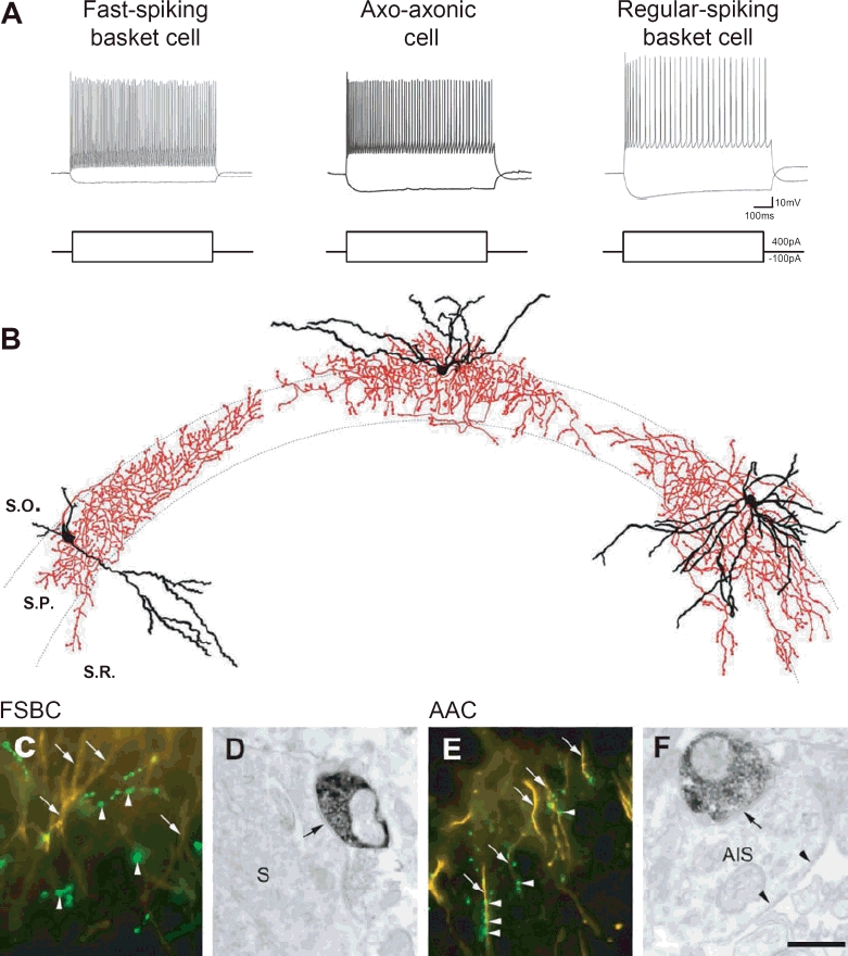 Electrophysiological and morphological properties of the three types of perisomatic inhibitory interneurons in the CA3 region of the mouse hippocampus. (A) Firing characteristics of three representative cells in response to depolarizing and hyperpolarizing current steps of 400 pA and −100 pA, respectively. (B) Camera lucida reconstructions of representative biocytin-loaded neurons. Left, fast-spiking basket cell (FSBC); middle, axo-axonic cell (AAC); right, regular-spiking basket cell (RSBC). Cell bodies and dendrites of interneurons are shown in black and axon clouds in red. (C) Double immunofluorescent labelling for biocytin (green; arrowheads point to labelled terminals) and for ankyrin-G (yellow; arrowheads point to labelled AISs) shows no close appositions of biocytin-filled boutons with AISs. (D) An electron micrograph of a peroxidase-labelled axon terminal of the same cell as in C illustrates that this bouton formed symmetrical synapses (arrow) on CA3 pyramidal cell soma(s), a characteristic of basket cells. (E) Double immunofluorescent labelling as in C shows tight appositions of biocytin-labelled boutons (green; arrowheads) and ankyrin-G-labelled AISs (yellow; arrows), suggesting that this neuron is an AAC. (F) An electron micrograph of a peroxidase-labelled axon ending of the same cell as in E confirms that this interneuron formed synapses (arrow) on AISs of CA3 pyramidal cells, indicating that the recorded neuron was an AAC. Arrowheads show undercoating, characteristic of AISs. Scale bar in F, 100 μm (B), 15 μm (C and E) and 0.5 μm (D and F).