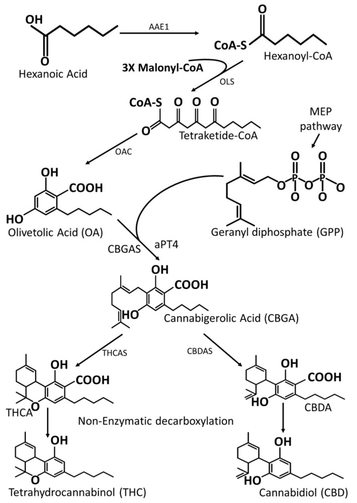 A simplified overview of phytocannabinoids’ biosynthesis in Cannabis using THC and CBD as representative molecules. The phytocannabinoid acids in Cannabis are enzymatically synthesized from one precursor molecule, CBGA. CBGA is derived from MEP and polyketide pathways under the mediation of CBGA and aPT4 enzymes. AAE1, Acyl-activating enzyme 1; OLS, olivetol synthase; OAC, olivetolic acid cyclase; CBGAS, cannabigerolic acid synthase; aPT4, aromatic prenyltransferase 4; THCAS, tetrahydrocannabinolic acid synthase; CBDAS, cannabidiolic acid synthase; THCA, tetrahydrocannabinolic acid; CBDA, cannabidiolic acid.