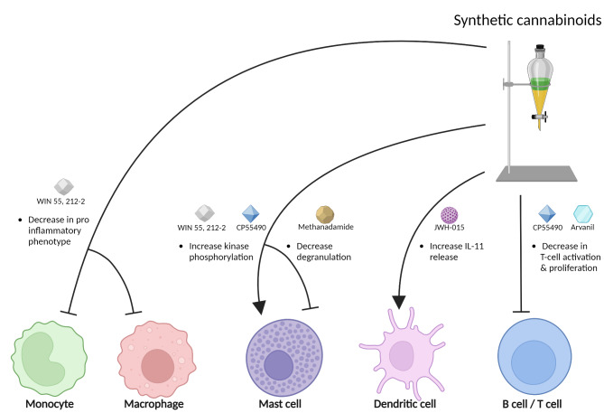 Synthetic cannabinoids and immune cells The effects of synthetic cannabinoids on immune cells are indicated. WIN 55, 212-2 mitigates the pro-inflammatory phenotype in monocytes and macrophages, contributing to a reduced inflammatory response. Both WIN 55, 212-2 and CP55490 enhance kinase phosphorylation in mast cells, which may signal cellular activation or functional modulation. Methanandamide decreases degranulation in mast cells, potentially reducing inflammation. JWH-015, a CB2 receptor agonist, is shown to stimulate the release of the anti-inflammatory cytokine IL-11 in dendritic cells, further supporting its role in immune suppression. Lastly, CP55490 and arvanil effectively decrease the activation and proliferation of T cells, indicating potential therapeutic applications in managing T cell-mediated disorders