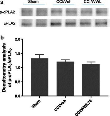 WWL70 treatment had no effect on cPLA2 phosphorylation in CCI mouse sciatic nerve. a Representative blot of two tissue lysates made from sciatic nerve removed from sham and CCI injured mice at 7 days after injury probed with antisera specifically recognizing p-cPLA2 or total cPLA2. b Quantification of western blot data showing the relative ratio of p-cPLA2/cPLA2 each normalized to β-actin (mean ± S.E.M., n = 4)