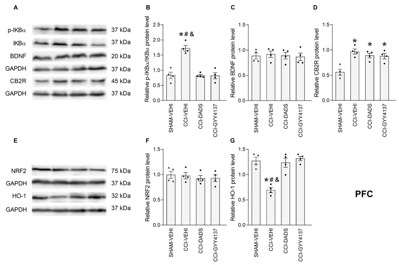 The effects of treatment with DADS and GYY4137 on the expression of p-IKBα, BDNF, CB2R, NRF2 and HO-1 in the PFC of mice with neuropathic pain. Both treatments reversed the up-regulation of p-IKBα (B) and the downregulation of HO-1 (G), and further maintained the high levels of CB2R (D) in CCI mice. No variations in the BDNF (C) or NRF2 expressions (F) were identified. Sham-operated mice treated with the vehicle (VEHI) were employed as the control group. All proteins are expressed relative to the GAPDH protein levels, except p-IKBα, which is relative to IKBα. Representative blots for p-IKBα, BDNF and CB2R (A), and for NRF2 and HO-1 (E) are shown. In all pictures, the symbols denote significant changes versus, * sham-operated mice treated with VEHI, # CCI mice treated whit DADS and & CCI mice treated GYY4137 (p < 0.05; one-way ANOVA, followed by Tukey test). The results are presented as the mean values ± SEM; n = 4 samples/group.