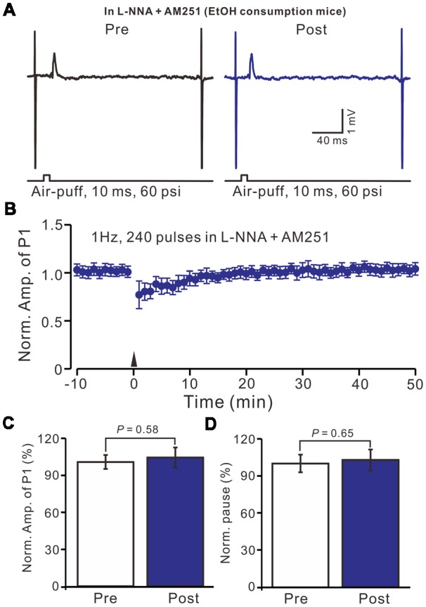 In the presence of the NO donor, SNAP (100 μM) and the CB1 receptor blocker, AM-251 (5 μM), facial stimulation induced MLI-PC LTP in control mice. (A) In the presence of SNAP and AM-251, representative traces showing air-puff stimulation (10 ms, 60 psi) evoked responses a cerebellar PC from a control mouse before and after delivering 1 Hz stimulation. (B) Summary of the normalized P1 amplitude after delivery of 1 Hz facial stimulation (arrow head) in the presence of SNAP and AM-251 in control mice (n = 6 mice). (C) Bar graph (n = 6 mice) showing the normalized amplitude of P1 before (Pre) and after (Post) delivery of 1 Hz stimulation. (D) Summary of data (n = 6 mice) showing the normalized pause of a simple spike firing before (Pre) and after (Post) delivery of 1 Hz stimulation. Note that in the presence of SNAP and AM-251, facial stimulation induced MLI-PC LTP in control mice.