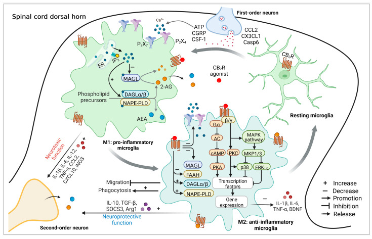 The expression profiles and possible molecular mechanisms of CB2R-related functional endocannabinoid system in homeostatsis and activated microglia in pain processing. When the primary afferent nerve is injured or in a state of chronic pain, the resting microglia will be activated by the mediator released from the central terminal of the primary afferent and transform into pro-inflammatory (M1) microglia. When ATP activates the increased expression of P2X4 and P2X7 on microglia, Ca2+ enters microglia and regulates the activities of MAGL, DAGL, and NAPE-PLD, which lead to increased production and relation of endocannabinoids such as AEA and 2-AG and pro-inflammatory mediators including IL-1β, IL-6, IL-12, IFN-γ, and TNF-α in reactive microglia. This transition was also accompanied by a distinct morphological change in the microglia, from a small soma with long, branched processes to a more amoeba-like shape. At the same time, endocannabinoid such as 2-AG or AEA and exogenous cannabinoids such as AM1241 can act on the increased expression of CB2R on microglia. Activation of CB2R can inhibit adenylate cyclase (AC), which results in a reduction of intracellular cAMP levels. Diminished cAMP level intracellularly suppresses the activity of PKA and changes the expression of respective ion channels such as P2X4 and P2X7 on microglia, leading to decreased cytosolic Ca2+ concentration. Changes in Ca2+ distribution upon CB2R stimulation can also regulate the activities and expressions of MAGL, DAGL, FAAH, and NAPE-PLD. Meanwhile, CB2R activation is also accompanied by downstream PLC activation through secondary messengers to regulate the activity of the members of the MAPK family, such as ERK1/2 and p38. As a final consequence, these processes can down-regulate the release of pro-inflammatory cytokines and up-regulate the release of anti-inflammatory cytokines such as IL-4, IL-10, and TGF-β by regulating the activity of different transcription factors, leading to a switch of microglia to an anti-inflammatory phenotype (M2).
