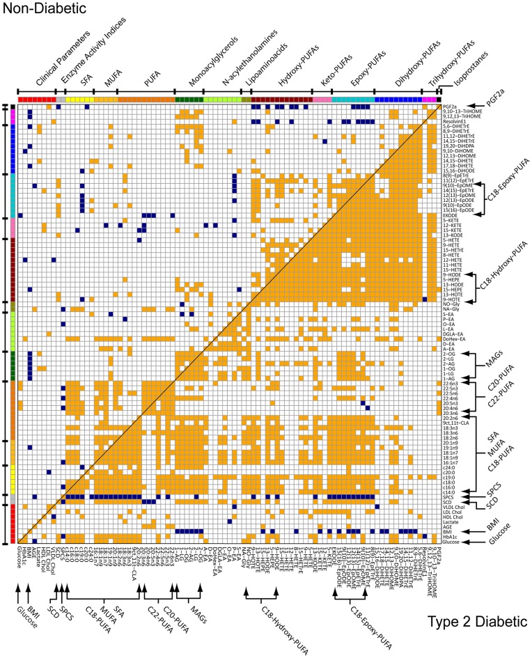 Analysis of correlations among all measured variables and estimated enzyme activities in non-diabetic and type 2 diabetic African-American women.Significant (p<0.05) non-parametric Spearman’s correlations for non-diabetic (top left triangle) and type 2 diabetic (bottom right triangle) subjects are indicated by orange (positive) and blue (negative) intersections.