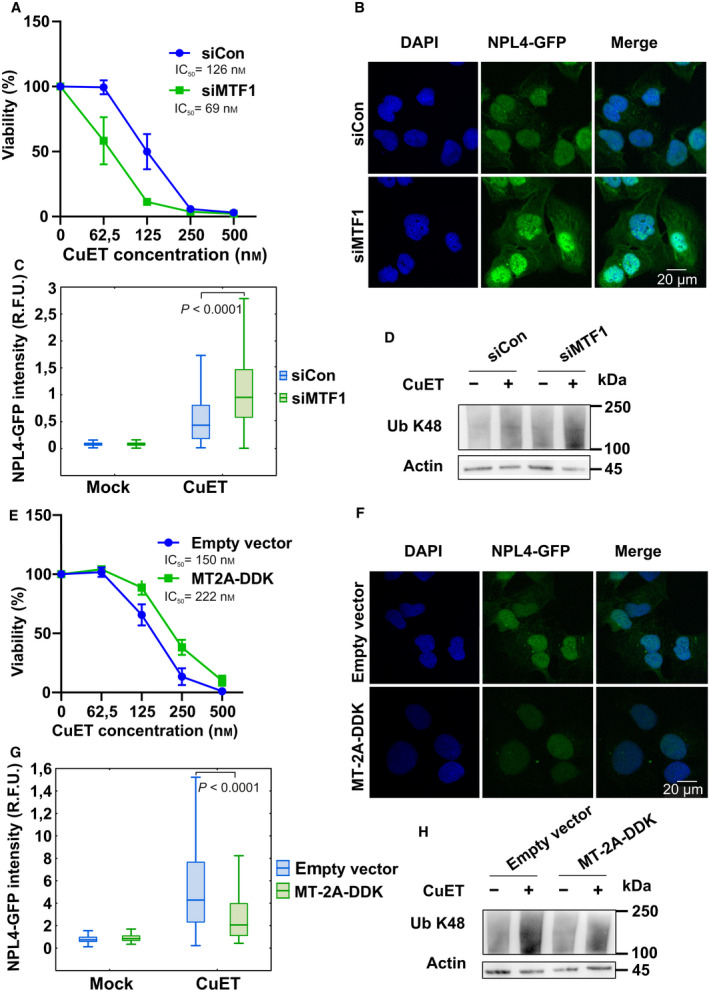 Metallothionein level modulates the cellular responses to bis‐diethyldithiocarbamate‐copper complex (CuET) (A) MTF1‐silenced cells are more sensitive to CuET. Cells were treated with increasing concentration of CuET for 72 h and analyzed by XTT assay. The result represents the mean and standard deviation of three independent experiments (n = 3). (B, C) MTF1‐silenced cells accumulate significantly more of the nondissolvable NPL4 after CuET as depicted by microscopic images (20 µm scale bar) and corresponding quantitative microscopic analysis of NPL4‐GFP signal in Triton X‐100 pre‐extracted cells. Cells were treated with 0.2 μm CuET for 3 h. A two‐tailed t‐test was used for P‐value calculation. The results represent one of three independent experiments (n = 3). (D) MTF1‐silenced cells accumulate more K48 polyubiquitinated (Ub K48) proteins after CuET treatment. Cells were treated with 0.2 μm CuET for 3 h and analyzed by western blot (WB). The figure shows one of three independent experiments (n = 3). (E) MT‐2A‐overexpressing cells are more resistant to CuET. Cells were treated with increasing concentrations of CuET for 72 h and analyzed by XTT assay. The result represents the mean and standard deviation of three independent experiments (n = 3). (F, G) MT‐2A‐overexpressing cells accumulate significantly less of the nondissolvable NPL4 as depicted by microscopic images (20 µm scale bar) and corresponding quantitative microscopic analysis of NPL4‐GFP signal in Triton X‐100 pre‐extracted cells. Cells were treated with 0.2 μm CuET for 3 h. A two‐tailed t‐test was used for P‐value calculation. The results represent one of three independent experiments (n = 3). (H) MT‐2A‐overexpressing cells accumulate fewer K48 polyubiquitinated proteins after CuET. Cells were treated with 0.2 μm CuET for 3 h and analyzed by WB. The figure shows one of three independent experiments (n = 3).