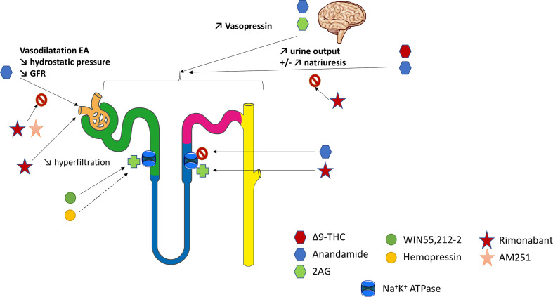 The physiological role of CB1R within the kidney. Overview of the current knowledge of the role of CB1R in renal vasculature, tubular cells and blood pressure regulation. The figure has taken intp account both in vitro and in vivo experiments. 2AG, 2-arachidonoyl-glycerol; EA, efferent arterioles; GFR, glomerular filtration rate; THC, tetrahydrocannabinol.