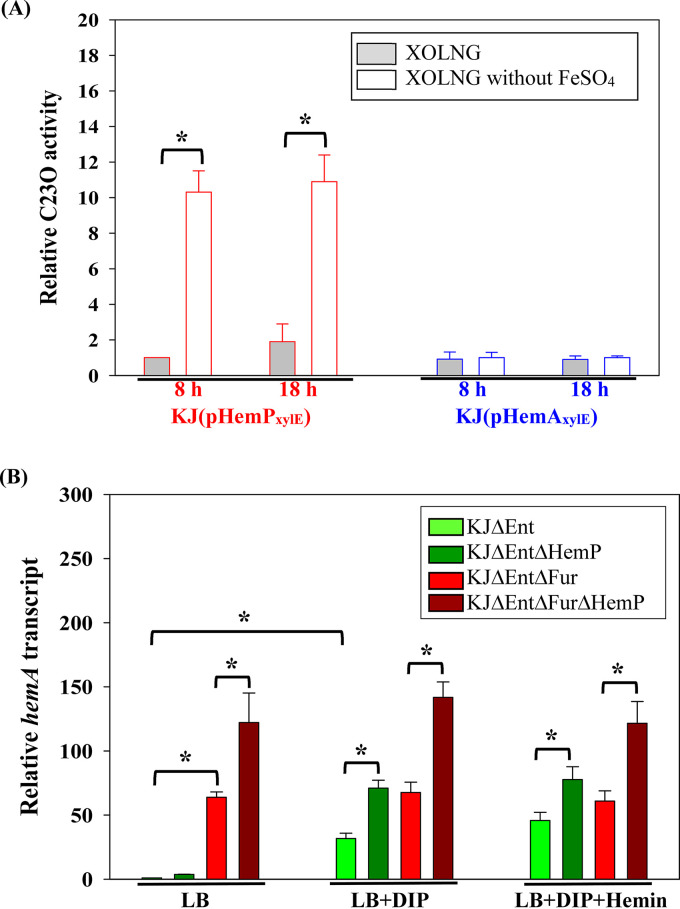 Regulation of hemP-hemA-smlt0796-smlt0797 operon expression. Data are the means from three independent experiments. Error bars represent the standard deviations for three triplicate samples. *, P < 0.05 (significance calculated by Student’s test). (A) KJ(pHemPxylE) and KJ(pHemAxylE) cells were collected from a culture grown overnight and washed with FeSO4-free XOLNG medium to remove the residual iron in the medium. Next, the bacterial aliquot was inoculated into fresh XOLNG medium with and without FeSO4, respectively, at an initial OD450 of 0.3. Cells were grown aerobically for 8 h and 18 h before measuring the C23O activity. The relative C23O activities were calculated using the C23O activity of KJ(pHemPxylE) cultured in XOLNG medium for 8 h as 1. (B) Cultures of the tested S. maltophilia strains grown overnight were inoculated into the indicated fresh medium at an initial OD450 of 0.15. The hemA transcript was quantified by quantitative RT-PCR (qRT-PCR) after an 8-h incubation. The relative transcript level was calculated using the transcript level of KJ cells grown in LB broth as 1. The concentrations of DIP and hemin added were 30 μg/mL and 150 μM, respectively.