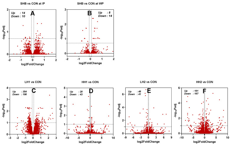 Volcano plots of differentially expressed coding protein transcripts between dairy cows fed spent hemp biomass (SHB) and control diet (CON) during the intervention period (IP, (A)) and withdrawal period (WP, (B)) and lambs fed SHB for 4 weeks + 4 weeks of withdrawal period [10% SHB (LH1, (C)) and 20% SHB (HH1, (D))] and lambs fed for 8 weeks with SHB [10% SHB (LH2, (E)) and 20% SHB (HH2, (F))].