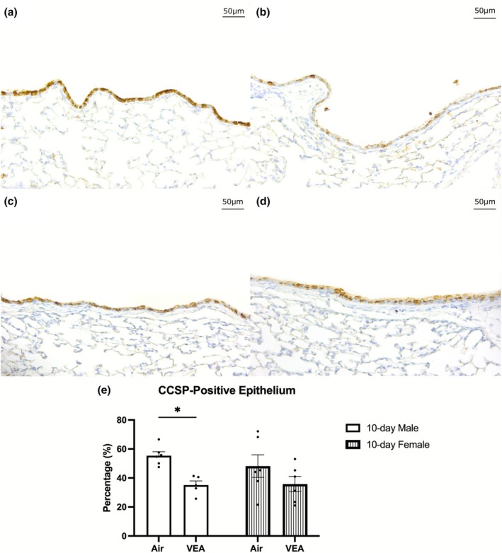 CCSP immunostaining of the left intrapulmonary lobar airway was performed in mice exposed for 10 days to VEA or to filtered air. VEA exposure was associated with a significant reduction of CCSP‐positive airway epithelium compared to the control group in males. Females also demonstrated a reduction in CCSP immunostaining of the airway epithelium, although no statistically significant difference was noted between 10‐day VEA‐exposed females to the filtered air control. Representative light microscopy images (control, left column; VEA 10 days, right column; male, top row; female, bottom row) reveal significant CCSP reduction in male airway epithelium. All images were taken using a 20× objective lens. The bar graphs represent the mean percent of the total airway epithelium staining positive for CCSP as the average ± standard error (SEN = 6/treatment group. CCSP, club cell secretory protein; VEA, vitamin E acetate.