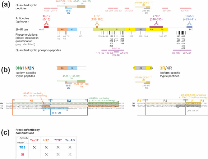 Overview of the neuronal tau protein and the analytical features. (a) Schematic of tau protein 2N4R isoform. Indicated are the N1 and N2 inserts, the proline-rich region (P1 & P2), the MTBR (R1-R4), the epitopes of the four antibodies used, the detected phospho-sites, and both the tryptic non-phospho and phospho peptides quantified. (b) Details of the isoform specific regions highlighting the quantified isoform specific tryptic peptides. (c) The fraction/antibody combinations analysed