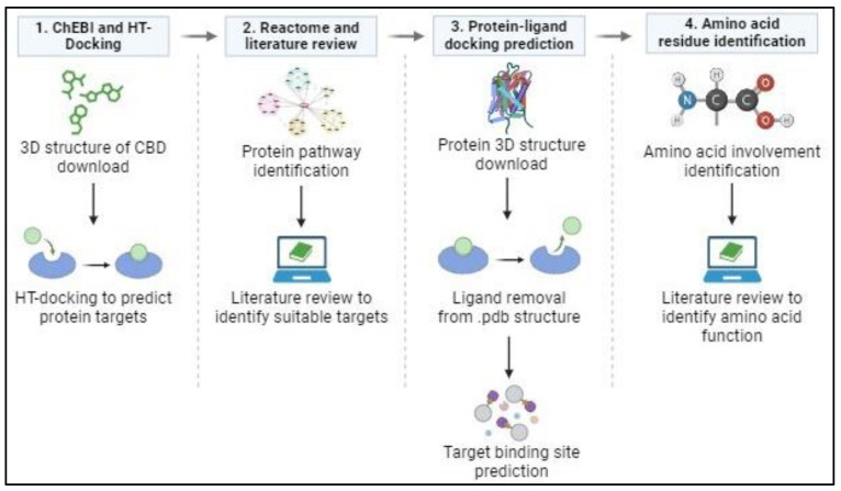 In silico analysis protocol. (1) The 3D structure of CBD was obtained from ChEBI as a .sdf file and uploaded to HT-Docking for binding prediction. (2) Pathway identification via Reactome and a literature review were conducted to identify suitable proteins involved in CRC. (3) Protein crystallography structure, in complex with a ligand, was obtained from Protein Data Bank, and then the ligand was removed using CCDC GOLD software. This new protein structure and CBD structure were uploaded to the CB dock 2 website to perform docking simulations. (4) The docked file was downloaded and opened using LigPlot to identify the amino acid residues involved in CBD binding to the protein. A literature review was then performed to predict the effect/s that CBD binding to these specific amino acids and binding sites could have on the target proteins’ functionality.