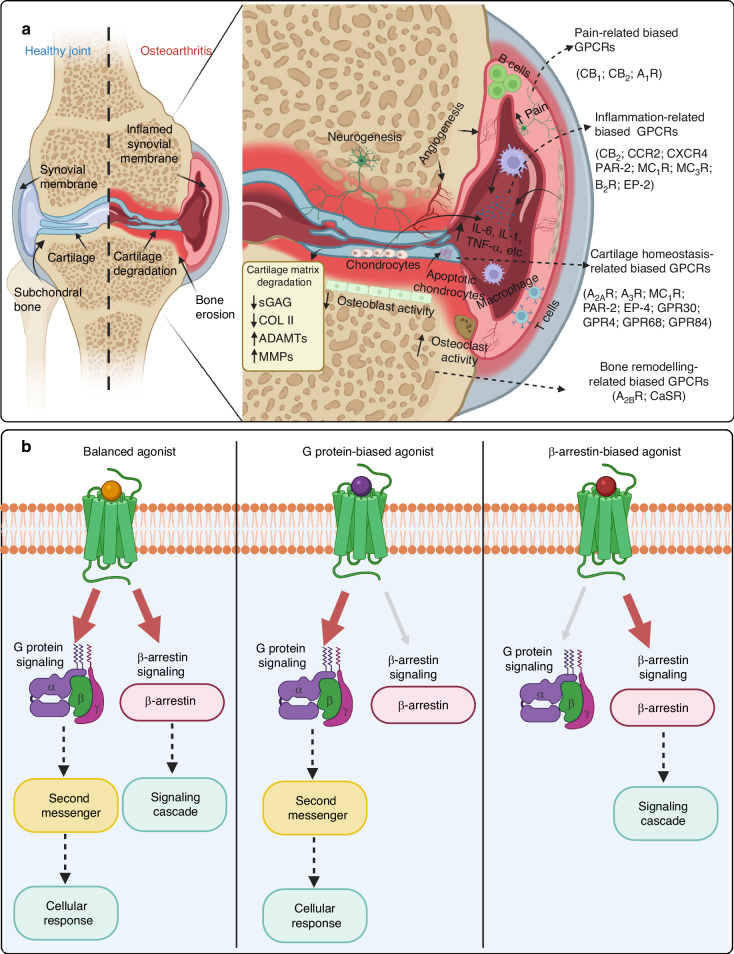 Biased G protein-coupled receptors in OA. a The pathogenesis of OA is closely associated with biased GPCRs, which are widely expressed across various cell types and play a crucial role in transmembrane signaling. The activated GPCRs triggers a cascade of intracellular signaling pathways that lead to a range of physiological and pathological processes, including immune cell migration, synovial inflammation, cartilage matrix degradation, cartilage angiogenesis, chondrocyte apoptosis, subchondral bone remodeling and osteophyte formation. Collectively, these processes significantly contribute to the OA progression. b The concept of GPCR biased signaling primarily focused on their distinct signaling mechanisms. Balanced agonists activate both G-protein and β-arrestin-dependent signaling pathways simultaneously. In contrast, G protein-biased agonists selectively engage G protein-mediated signaling pathways, influencing cellular responses through the activation of second messengers. Meanwhile, β-arrestin-biased agonists selectively activate β-arrestin-mediated signaling pathways, resulting in distinct physiological outcomes. b was adapted with permission from Dayoung Oh,29 copyright © 2021 Oliveira de Souza, Sun and Oh. (The figure was created in BioRender. M, X. (2025) https://BioRender.com/z2e00g9)