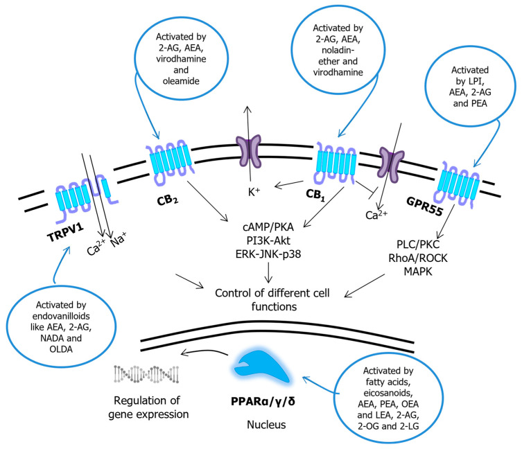 Signal transduction pathways triggered by endocannabinoids and congeners. Abbreviations: AEA—N-arachidonoylethanolamine (anandamide); 2-AG—2-arachidonoylglycerol; 2-LG—2-linoleoylglycerol; PEA—N-palmitoylethanolamine; LEA—N-linoleoylethanolamine; OEA—N-oleoylethanolamine; 2-OG—2-oleoyglycerol; LPI—lysophosphatidic acid; NADA—N-arachidonoyldopamine; OLDA—N-oleoyldopamine; PLC—phospholipase C; PKC—protein kinase C; ROCK—Rho-associated protein kinase; MAPK—mitogen-activated protein kinase; cAMP—cyclic AMP; PKA—protein kinase A; PI3K—phosphatidylinositol (phosphoinositide) 3-kinase; Akt—α-serine/threonine-protein kinase; ERK—extracellular signal-regulated kinase; JNK—c-Jun N-terminal kinase; GPR55—G protein-coupled receptor 55; CB1/2—cannabinoid receptor 1/2; TRPV1—transient receptor potential vanilloid 1. Modified from ref. [25].