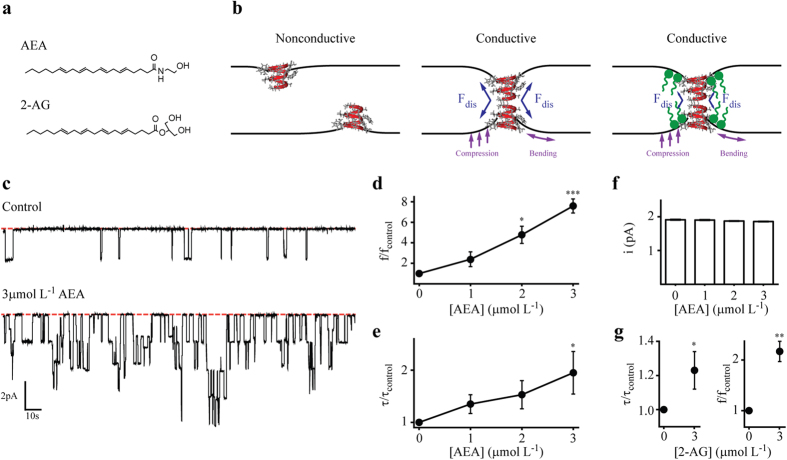 AEA and 2-AG increase gA single channel activity in DOPC bilayers.(a) Molecular structure of the endocannabinoids N-arachidonylethanolamide (AEA) and 2-arachidonoylglycerol (2-AG). (b) Schematic representation of nonconductive and conductive states of gA channels. A transition from the nonconductive to the conductive state determines a local deformation of the lipid bilayer. In opposition, the lipid bilayer exerts a disjoining force (Fdis) on the gA channels. The partition of amphiphiles at the lipid/protein hydrophobic interface can alter the lipid bilayer properties and thus the Fdis. (c) gA single channel representative current traces in the absence (top) and in the presence of (bottom) 3 μmol L−1 AEA. Red dashed lines indicate the nonconductive state of gA channels. (d–f) Concentration-dependent effects of AEA on gA channels: appearance frequency (f), open lifetime (τ), and single channel currents (i). Data is shown as mean ± s.e.m. (n = 4). P < 0.05, two-way ANOVA, Bonferroni post test. (g) Effects of 3 μmol L−1 2-AG on τ and f of gA channels. Data is shown as mean ± s.e.m. (n = 3). P < 0.001, Student’s t-test.