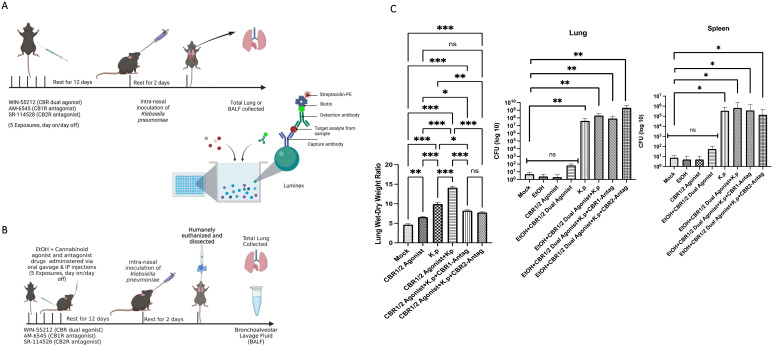 Diagram showing experimental setups and results for studying the effects of cannabinoid receptor modulators in mice. Panels A and B outline the timelines with drug administration and treatments, including inoculation with Klebsiella pneumoniae, followed by lung or BALF collection for analysis. Panel C presents bar graphs depicting wet-dry weight ratios and colony-forming unit counts in the lung and spleen, with statistical significance indicated by asterisks and “ns” for not significant.